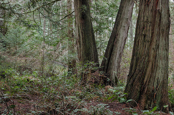 高西方redcedar树图亚plicata纤维出现了皱纹树皮成长潮湿的沿海森林英国哥伦比亚景观格式