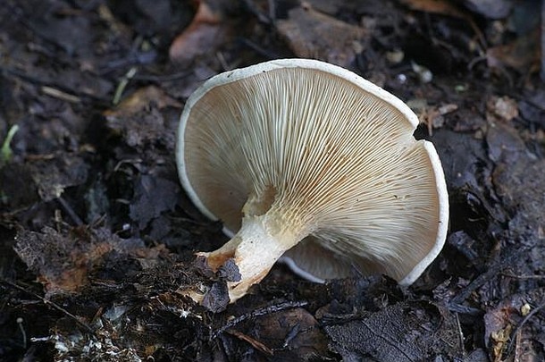 Lepista gilva（Lepista flaccida f.gilva，），被称为黄褐色漏斗蘑菇，来自芬兰的野生真菌