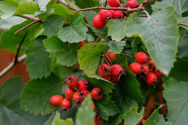 山楂的红色果实，被称为山楂或单籽山楂或五月花、大叶山楂、黑山楂、白角山楂、母本山楂