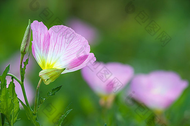 粉红色的月见草（oenothera speciosa）又<strong>名品</strong>克拉迪野花，盛开在春天的草地上