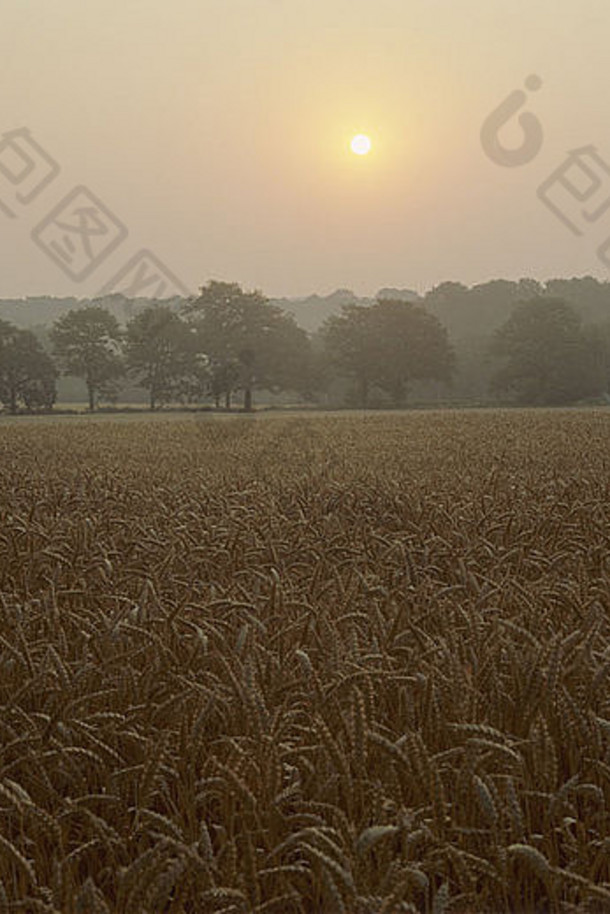 在伯克希尔郡一个晴朗的夏日，日出在一片成熟的麦田上