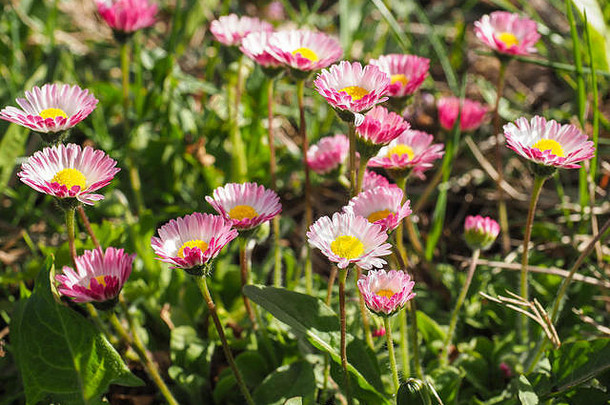 在草地上盛开的野生英国雏菊。<strong>白</strong>色粉红色的多年生贝里斯花，头状花序，黄色花盘，绿色波基背景。菊科。