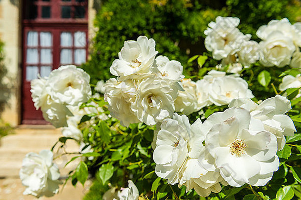花园里一丛美丽的玫瑰。有选择焦点的水平镜头