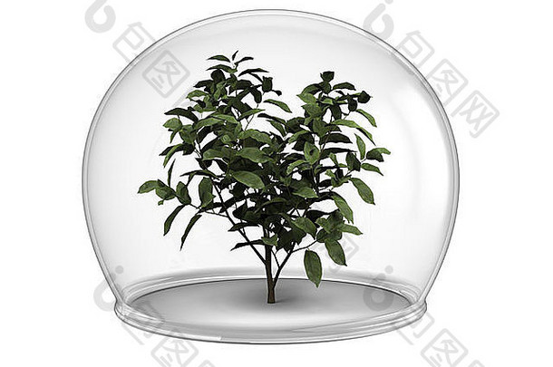 玻璃碗内的小树，环保和保护的概念，隔离在白色背景上