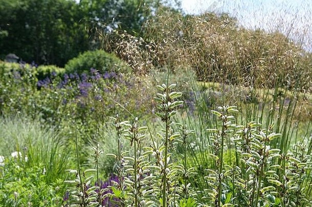 Lupinusseedheads开花大针gigantea紫色的白色草本边境
