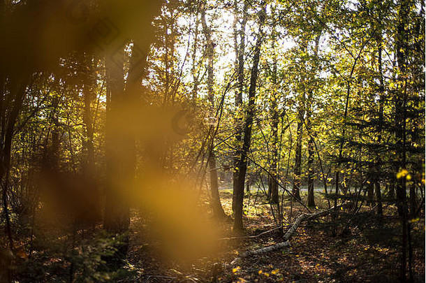 秋叶飘落，夕阳落下，林地景观，英国牛津