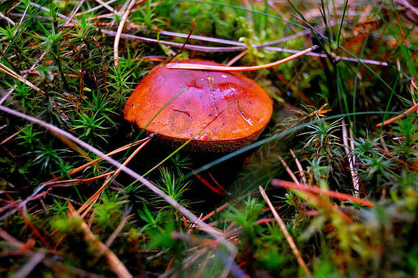 10月份在波兰的一个风景公园里如雨后春笋般生长。蘑菇用红色的爪子收集手指。巴迪亚伊姆莱里亚酒店