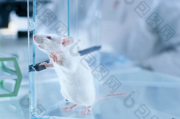 科学实验室玻璃笼子里实验室老鼠的照片。