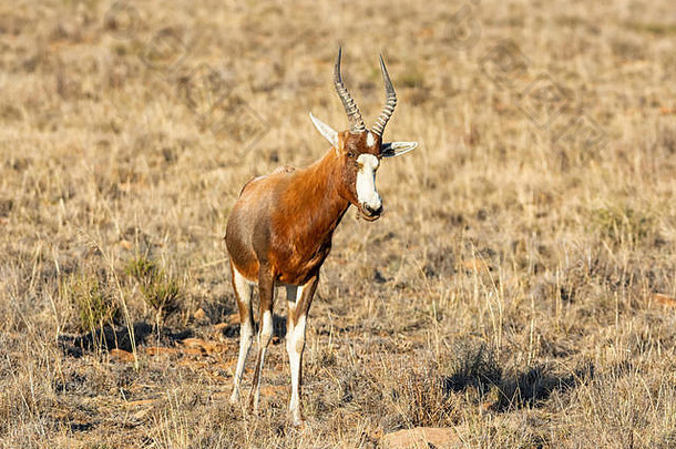 布莱斯博克羚羊南部非洲稀树大草原