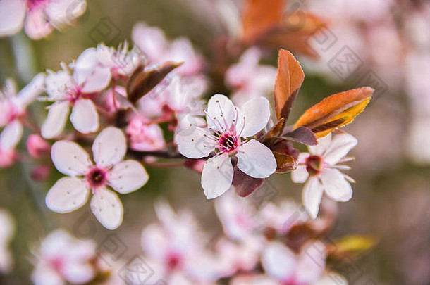 春天的樱花开在树枝上，粉红色的花朵，绿色的自然或天空背景