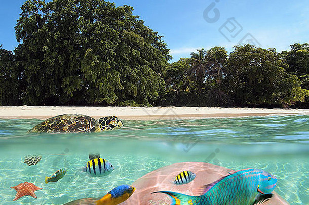 加勒比海的热带海滩，水面上有一只海龟，水下有五颜六色的珊瑚和鱼