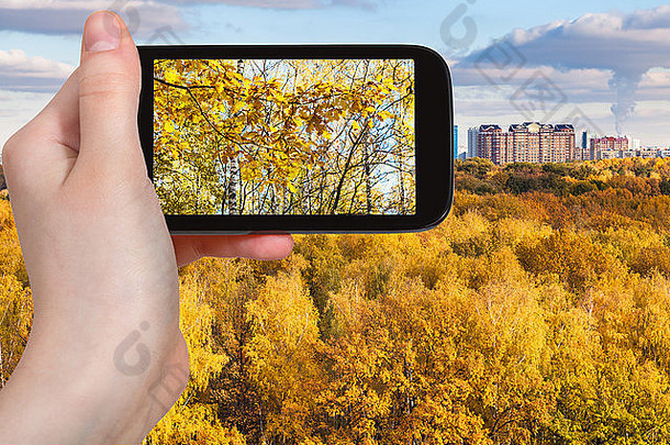 季节概念-男子在智能手机上拍摄秋天森林中的黄树