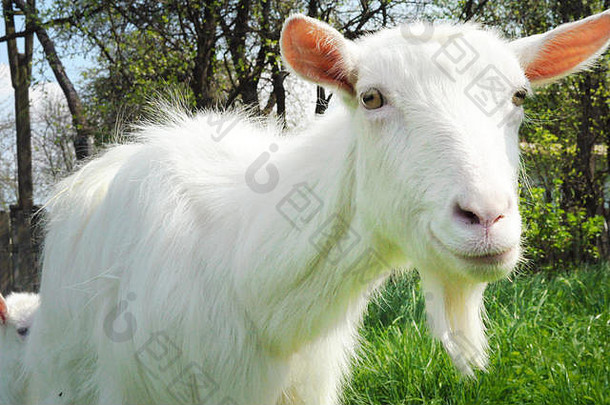 在一个温暖<strong>的</strong>春日，一只白山羊站在绿草丛中<strong>的</strong>特写镜头。山羊微笑着看着镜头，高兴而满意