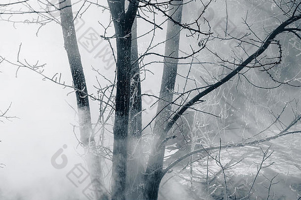 雾和覆盖着白霜的树木是冬季。网页背景