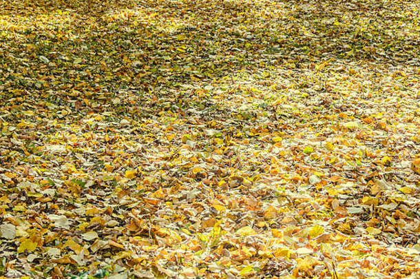 彩色的黄色的橙色叶子秋天时间户外公园