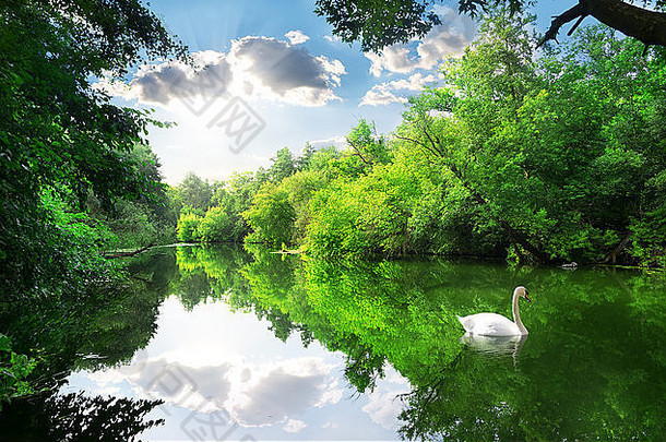 夏日森林里河上的白天鹅