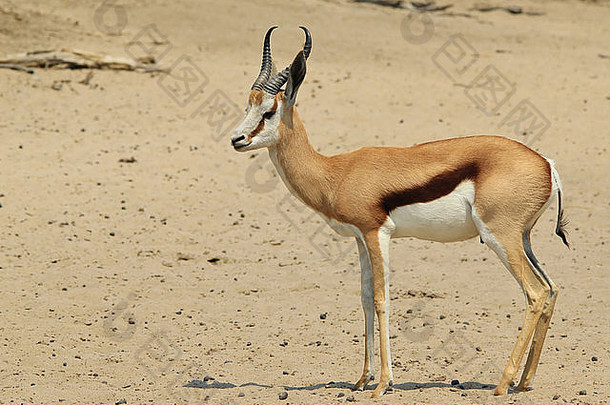 跳羚-来自非洲的野生动物背景-精彩的生活和色彩