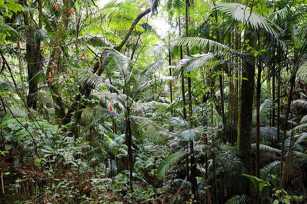 背景绿色热带雨林植物巴西