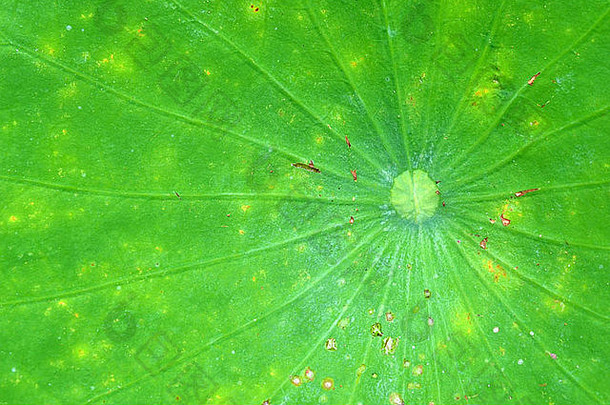 荷兰莱顿植物园荷叶图案的叶脉。