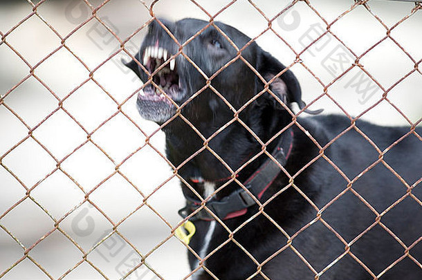 黑色拉布拉多犬在篱笆后面咆哮