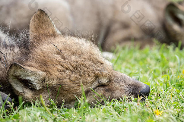 垃圾灰色的狼幼崽打盹草地勃兹曼蒙大拿美国俘虏动物