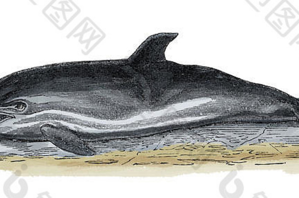 19世纪的海豚插图——与鲸鱼和海豚关系密切的鲸类哺乳动物。发表于Systemischer Bilder Atlas zum公司