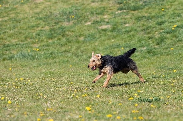 一只狗在绿色的草坪上奔跑，并学会了正确地找回一个橡胶球。
