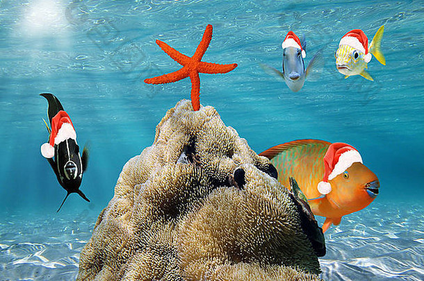 水下圣诞节场景有趣的热带鱼红色的圣诞老人老人他海星前海海葵