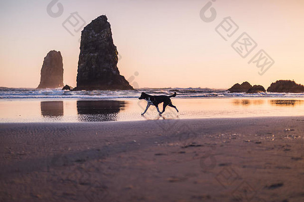 日落时狗沿着海滩奔跑