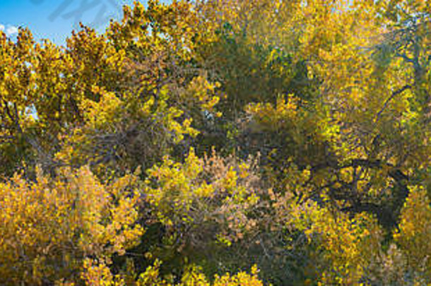 加利福尼亚州秋天树木上的绿色和黄色叶子。