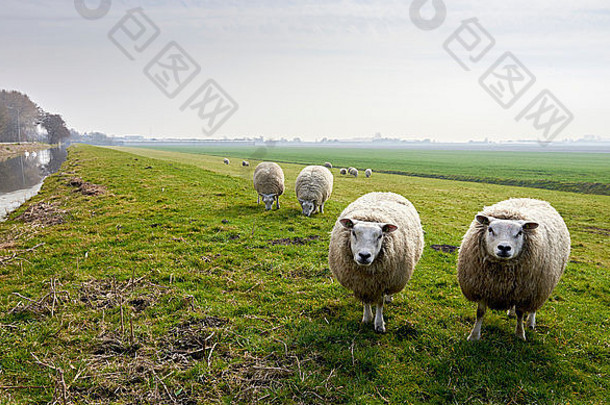 荷兰牧场上的羊