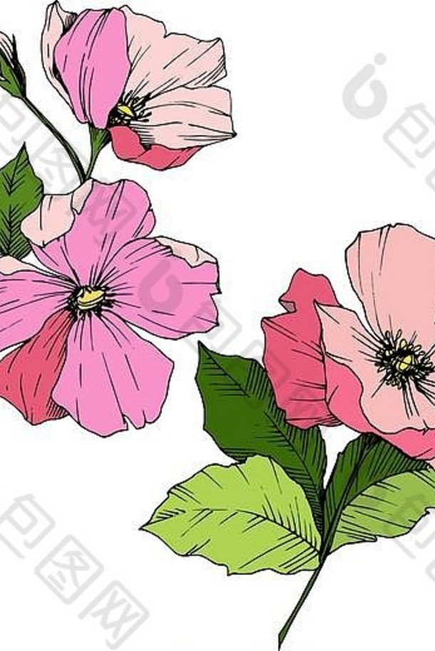 媒介粉红犬蔷薇。植物花卉。雕刻水墨艺术。分离的犬蔷薇插图元素。
