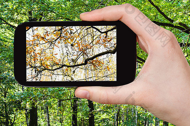 自然概念<strong>旅游照片</strong>图片改变夏天秋天季节智能手机