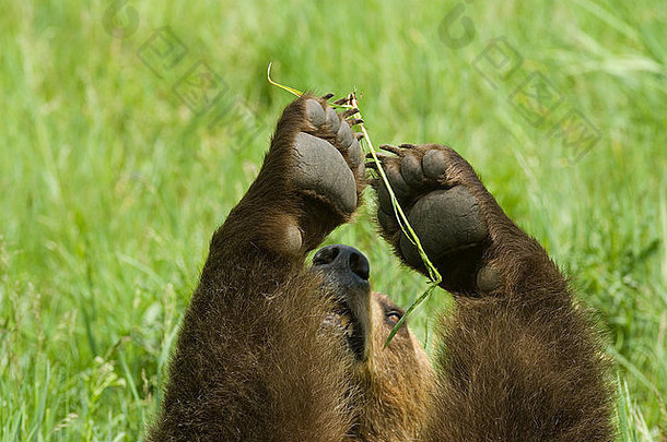 美国蒙大拿州博兹曼附近，灰<strong>熊</strong>仰卧吃草时的爪子下面。这是一只圈养动物。