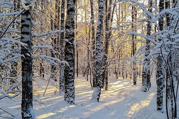 被雪覆盖的树木被冬日的阳光照亮的风景