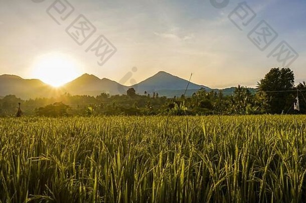 日出时稻田里的稻谷和晨露之美