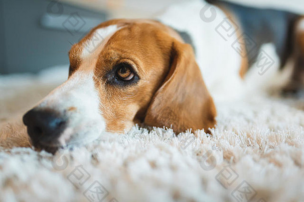 小猎犬品种睡在地毯上
