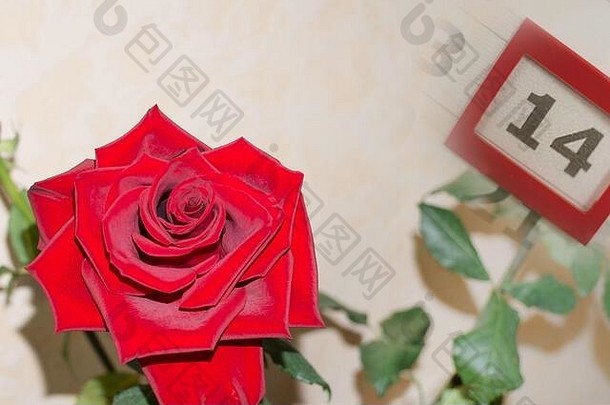 一朵红玫瑰在模糊的背景上，带有黄色阴影。情人节。2月14日。