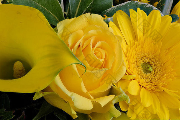 精细艺术静物画花卉细节色彩马蹄莲、玫瑰和非洲菊的宏观肖像，细节纹理为深黄色和绿色