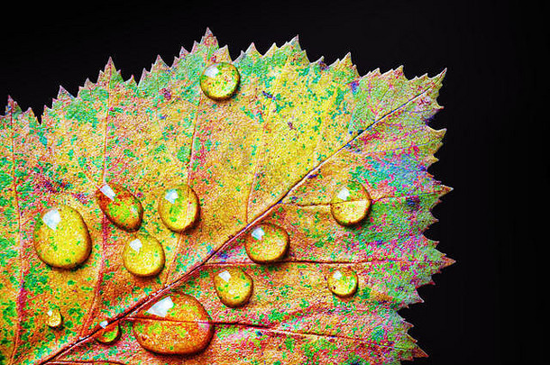 彩色秋叶，黑色背景上有水滴。微距摄影。平铺。