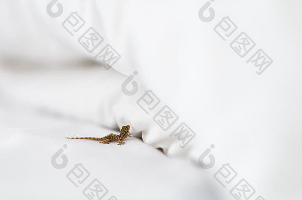 白色床上的小蜥蜴