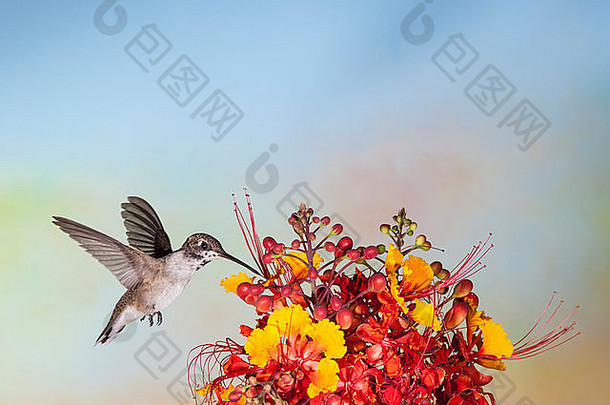 亚利桑那个州南部的<strong>黑色</strong>中国蜂鸟，亚历山大阿奇洛库斯，以墨西哥天堂鸟的花朵为食。