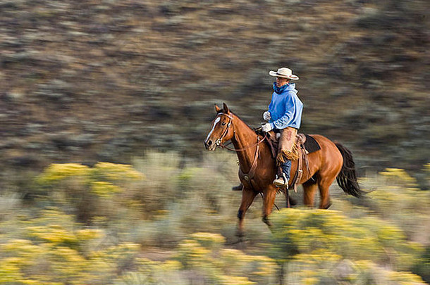 美国，俄勒冈州，塞内卡，美国黄埔牧场。一个骑在马背上的牛仔穿过泛模糊的兔子灌木丛。（MR）（PR）