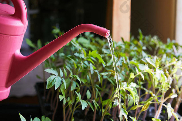 农场温室里的浇水罐。番茄幼苗准备种植在托盘中，以便在带有塑料浇水罐的温室中发芽