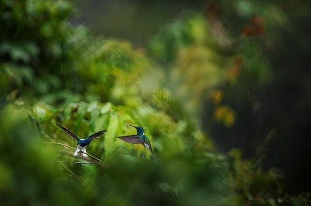 白颈雅各宾坐在雨中的树枝上，哥伦比亚热带雨林中的蜂鸟栖息，美丽的小鸟在佐治亚州的树上休息