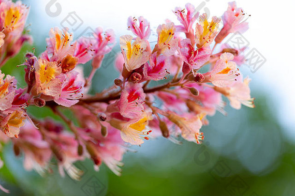 粉红色的栗树七叶树属carnea红色的七叶树盛开的花极端的宏芽水平完整的框架作物