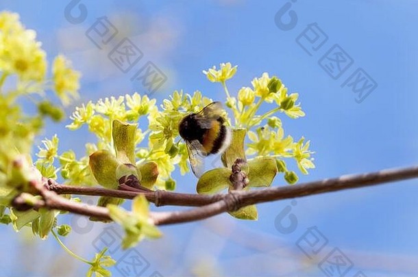 大黄蜂正在从盛开的枫树枝上采集花粉。自然之美。春天的早晨。