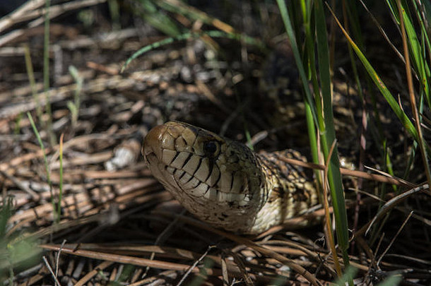 在美国科罗拉多州杰斐逊县，一条成年牛蛇（Pituophis catenifer sayi）<strong>横穿马路</strong>。