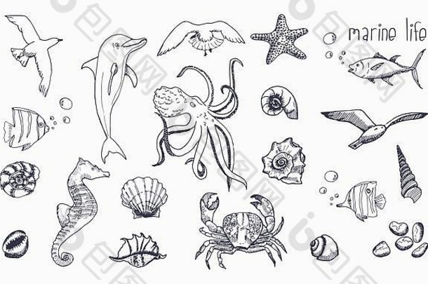 白色背景上孤立的海洋生物。水下动物手绘素描。