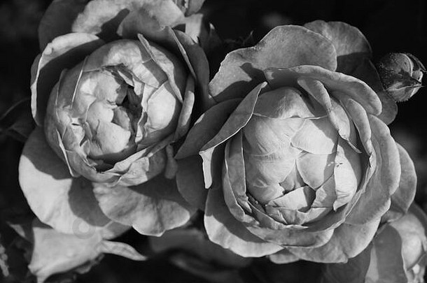 玫瑰味蕾花园黑色的白色照片